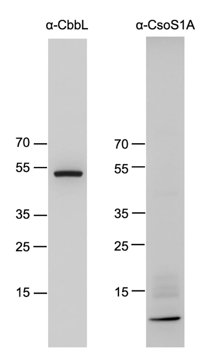 Open access visualization of Gel, Western Blotting, Purified Alpha-Carboxysome Complex, Antibodies, Proteins