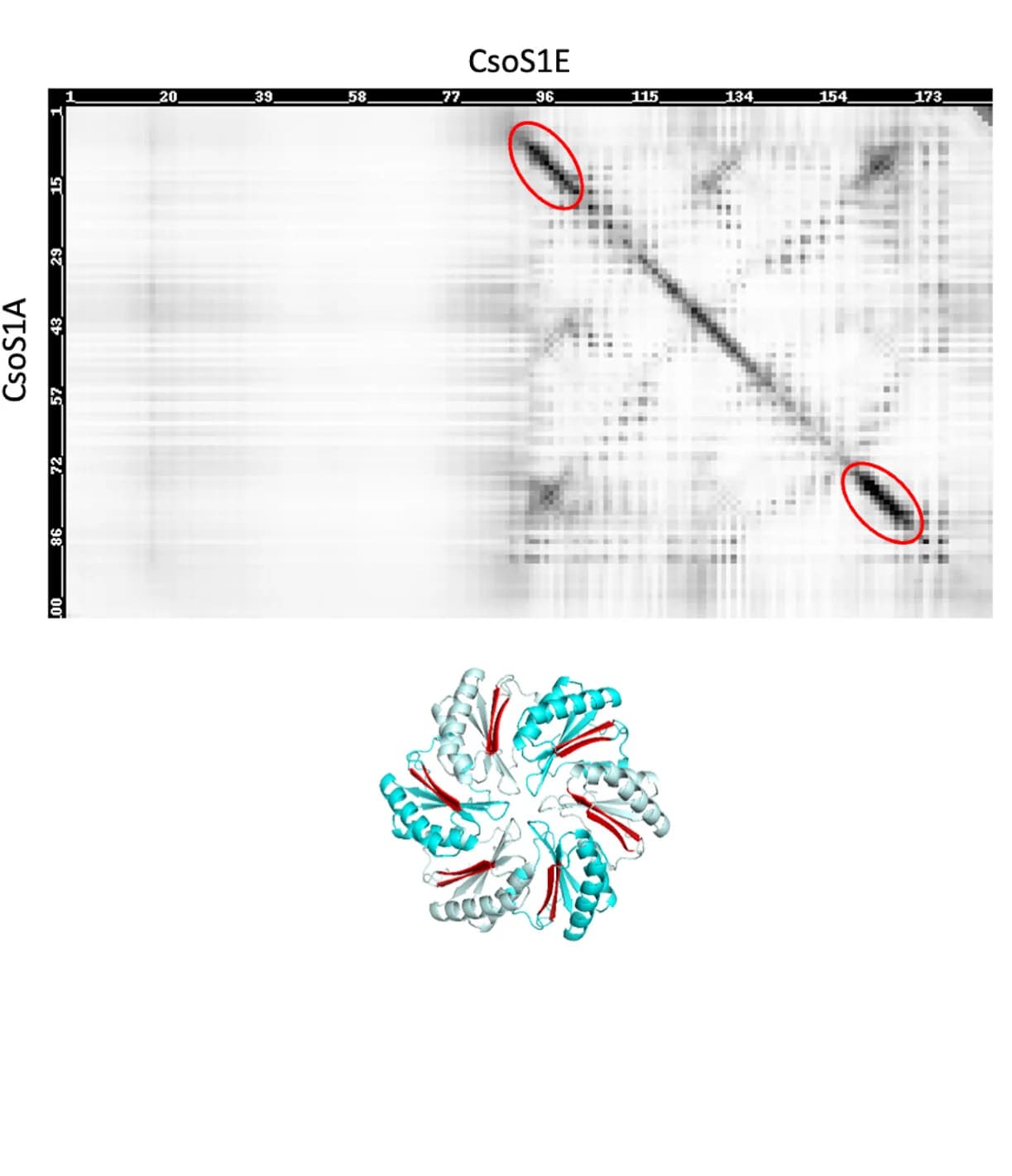 Open access visualization of Heatmap, Protein Structure, Co-evolution, Protein Pair, Atomic Model