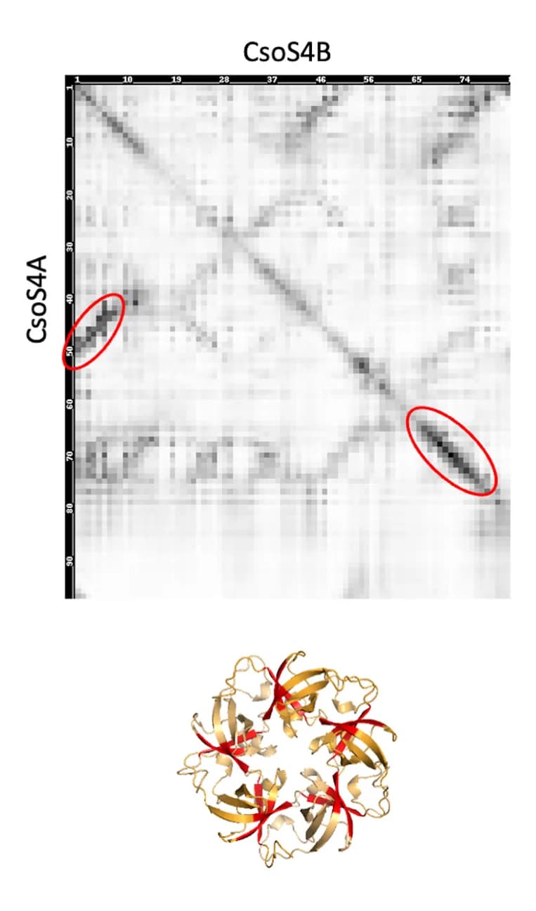 Open access visualization of Heatmap, Protein Structure, Co-evolution, Protein Pair, Atomic Model
