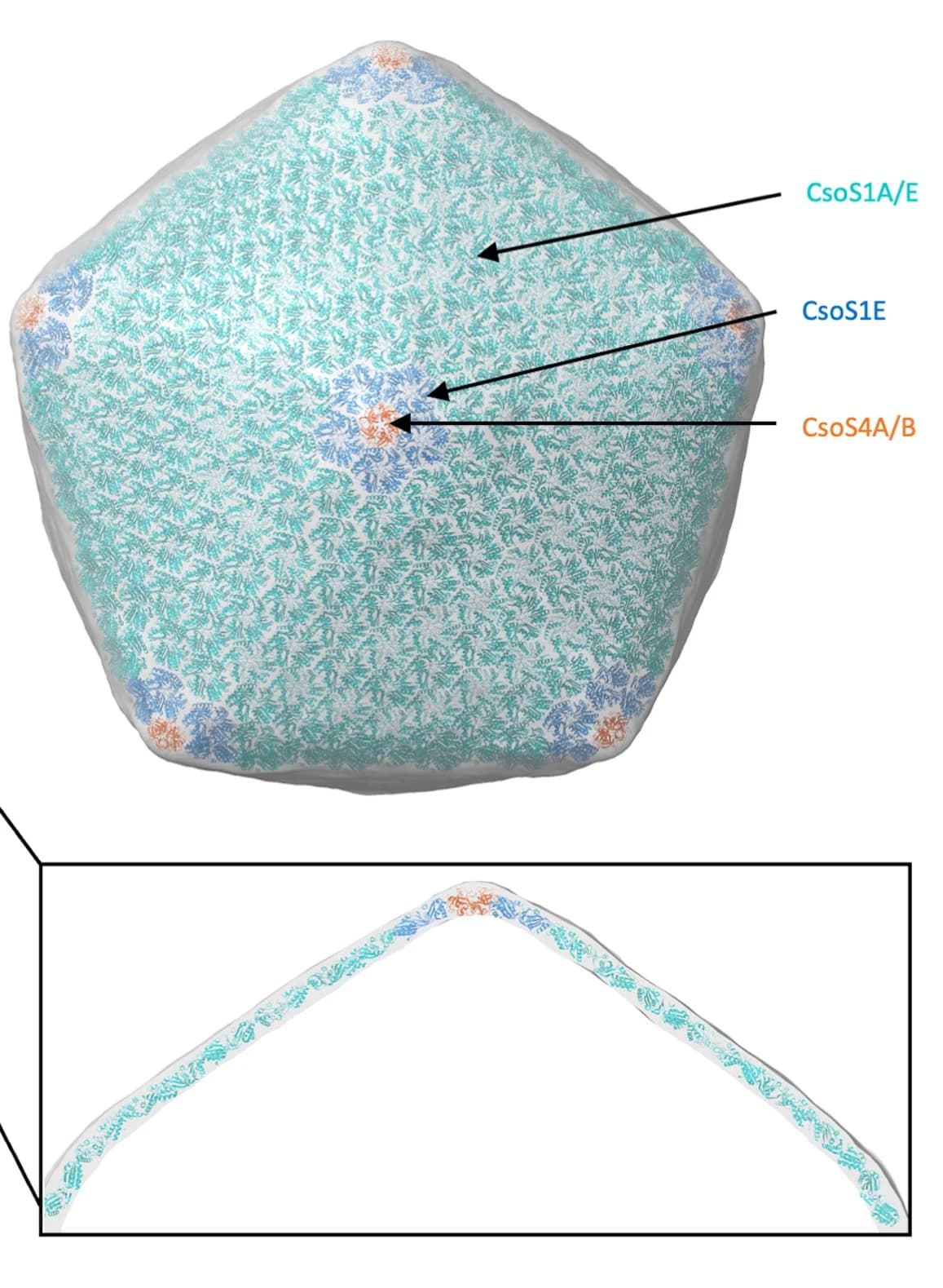 Open access visualization of Protein Structure, Carboxysome Shell, Atomic Model, Pentamer, Dimer