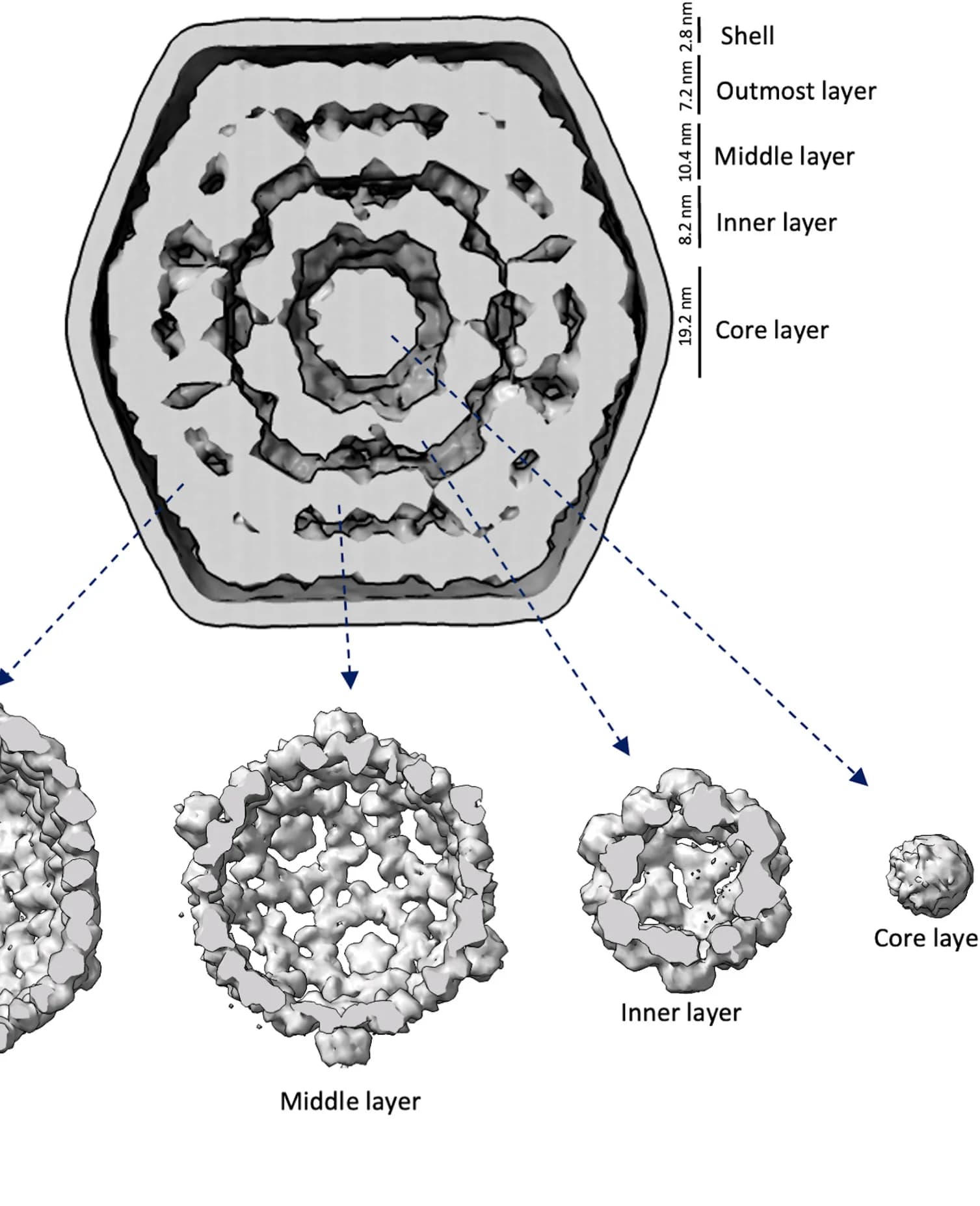Open access visualization of Protein Structure, Density map, Internal layers, Overall density