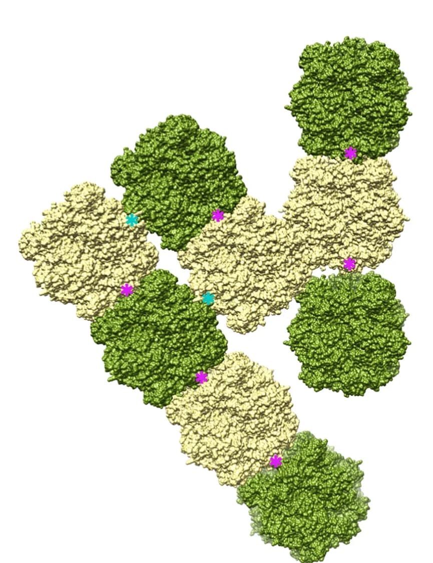 Open access visualization of Protein Structure, RuBisCO Complexes, Surface Representation, Inter-RuBisCO Interfaces