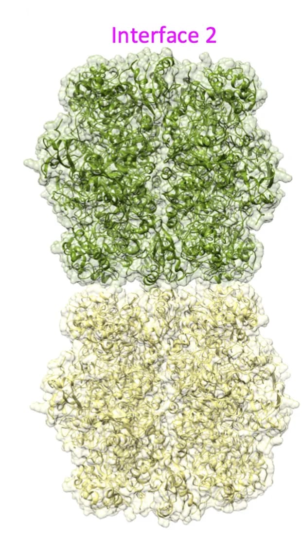 Open access visualization of Protein Structure, RuBisCO Molecules, Longitudinal Interfaces, Cartoon Representation, CbbL