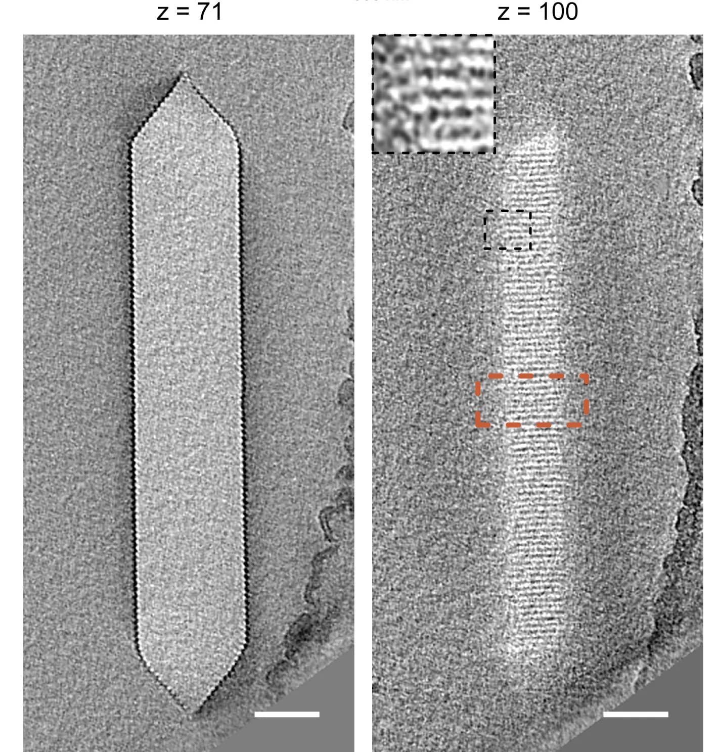 Open access visualization of Microscopy, Cryo-ET, GV, Slices
