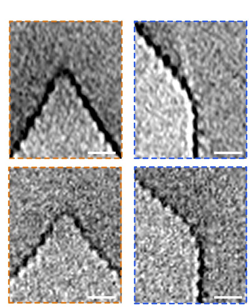 Open access visualization of Microscopy, GV, Apex, Cone to Cylinder Transition