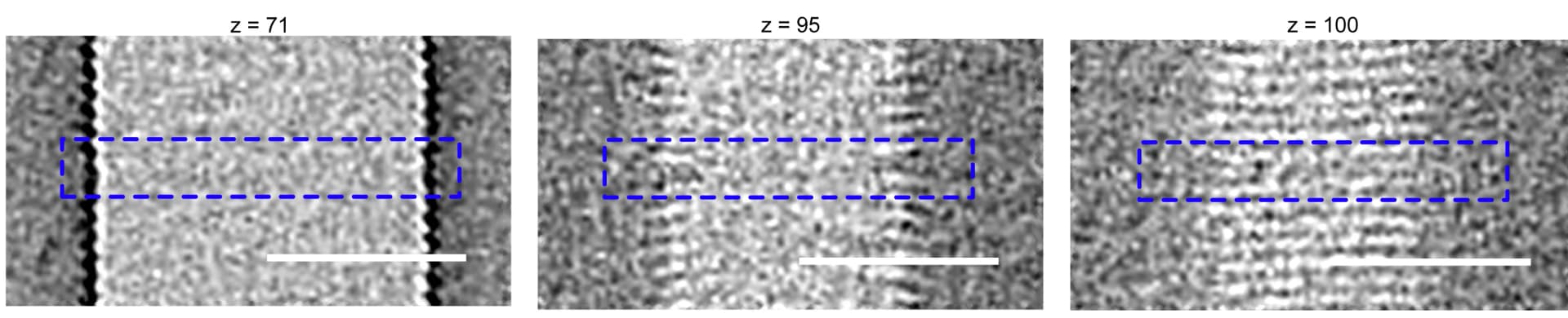Open access visualization of Microscopy, Tomographic Slices, Polarity Changes