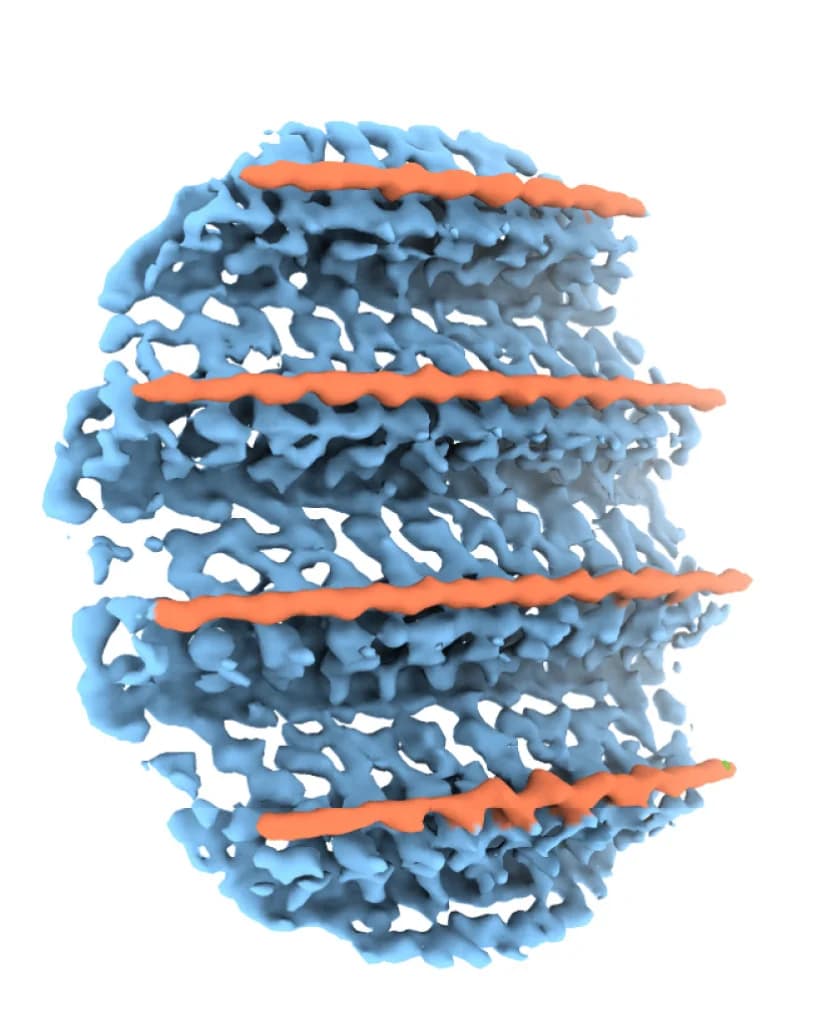 Open access visualization of 3D Plot, Protein Structure, Segmented Density Map, Ana GV, GvpC