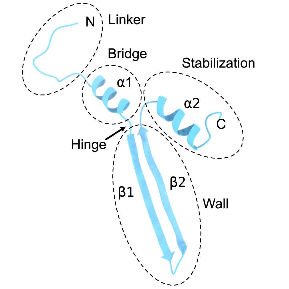 Open access visualization of Protein Structure, GvpA, Domain Annotation