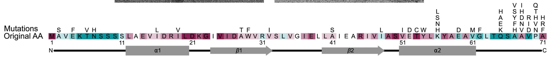 Open access visualization of Illustration, Mutation Map, GvpA, Conservation Score