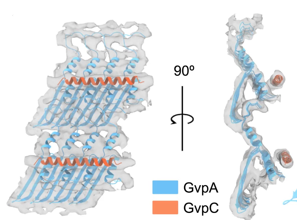Open access visualization of Protein Structure, Subtomogram Average, GvpA, GvpC, Poly-Ala Chain