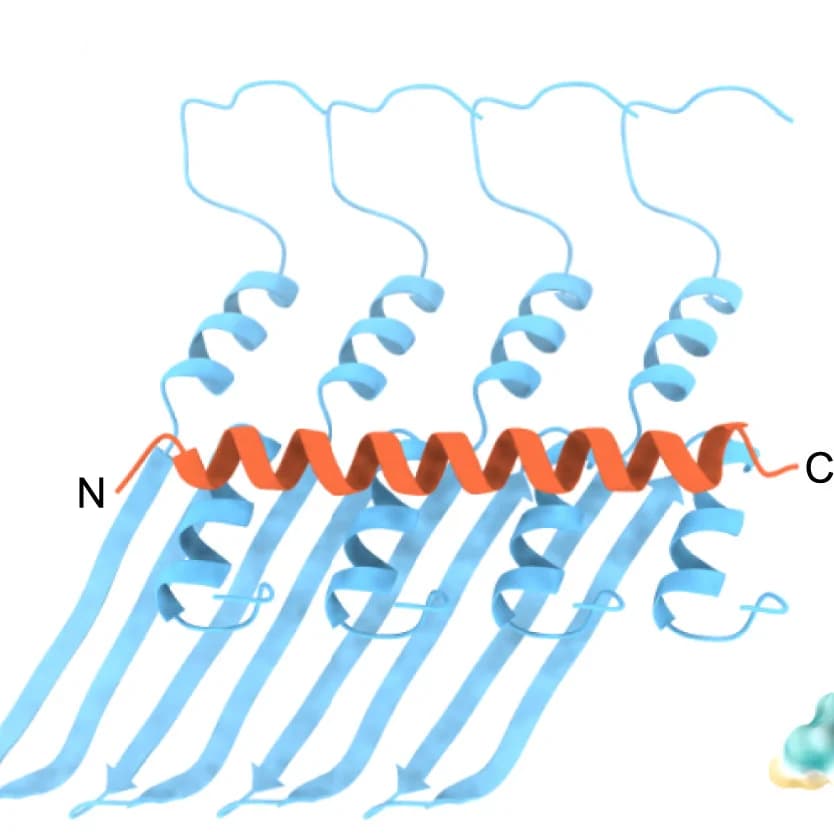 Open access visualization of Protein Structure, GvpC, Binding Model