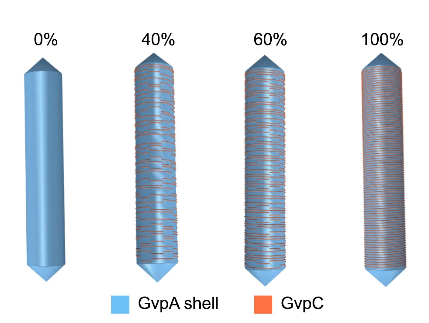Open access visualization of Illustration, Finite Element Model, GV, GvpC, Saturation