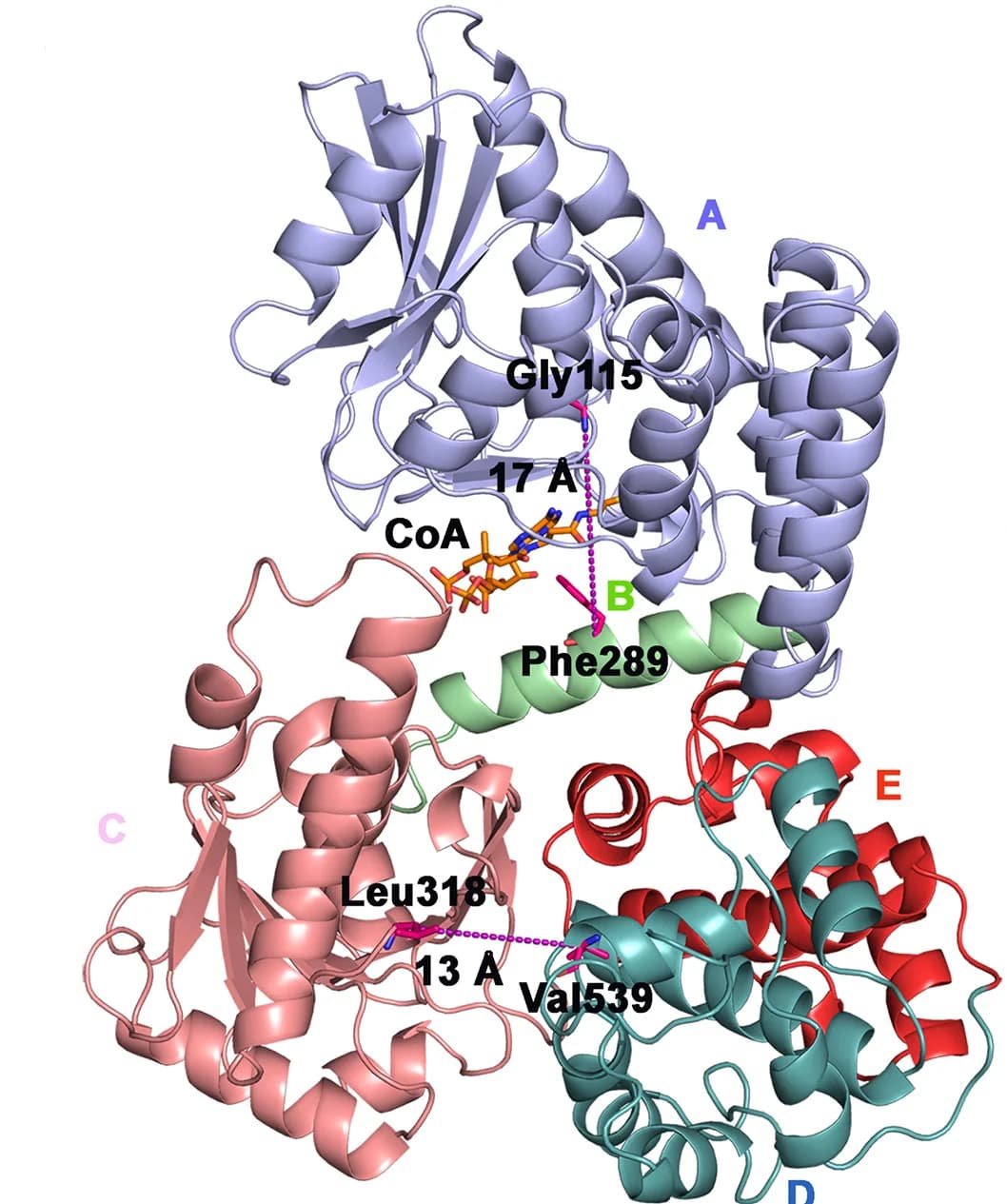 Open access visualization of Protein Structure, Chemical Structure, CoA complex, anEcTFE-alpha structure, Subdomains
