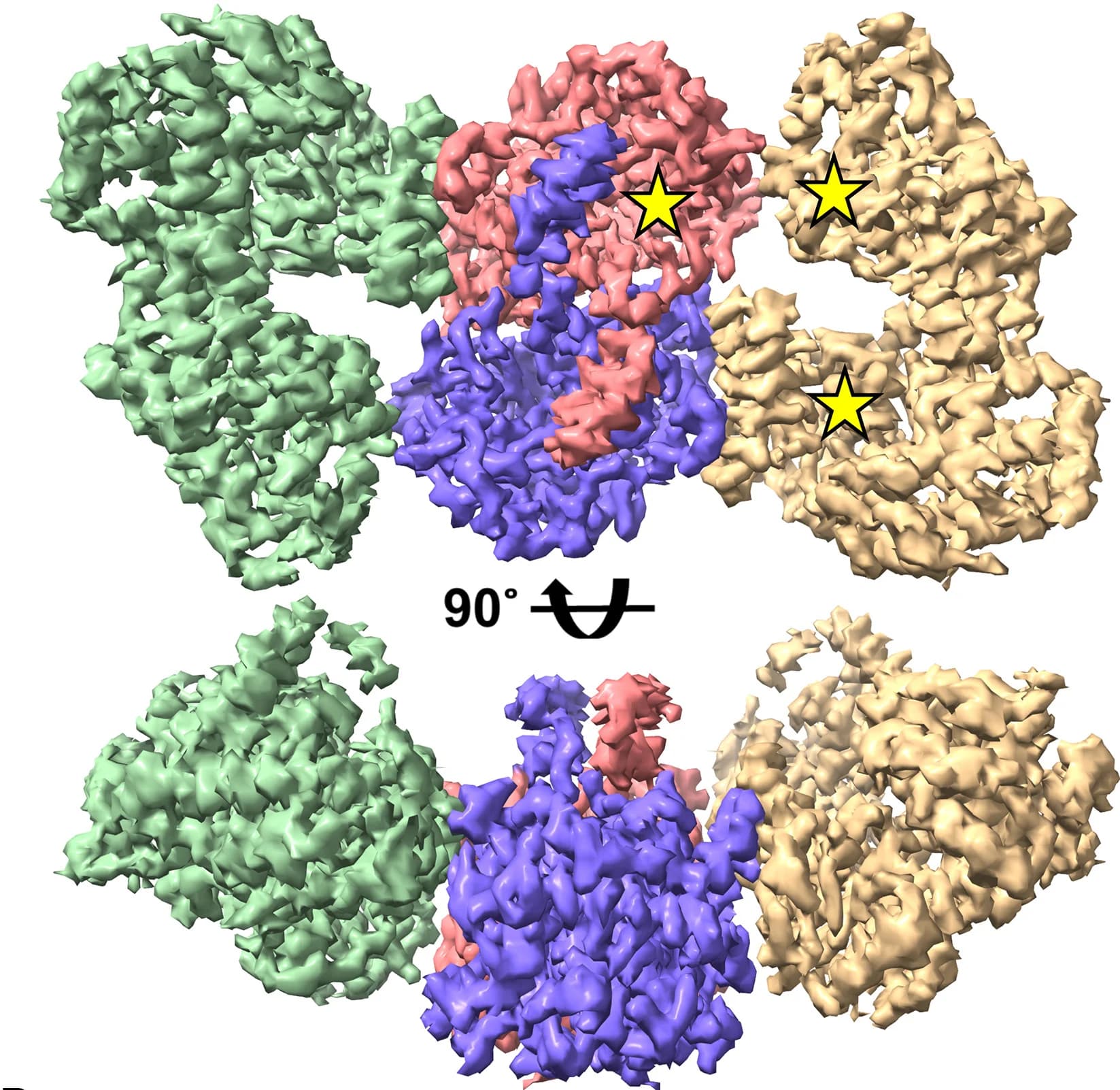 Open access visualization of Protein Structure, Cryo-EM Map, anEcTFE Heterotetramer