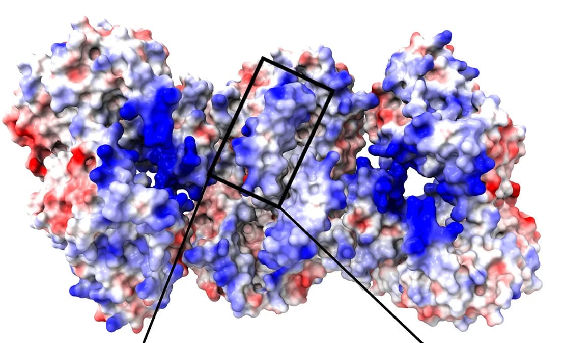 Open access visualization of Protein Structure, anEcTFE Heterotetramer