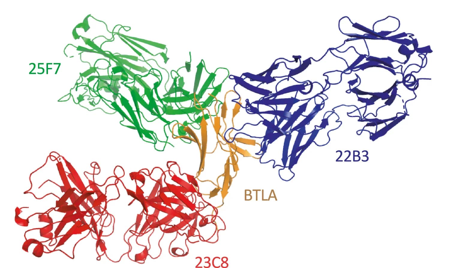 Open access visualization of Protein Structure, Anti-BTLA Fabs, BTLA, mAb structures