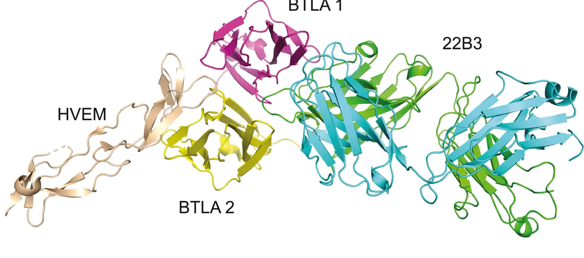 Open access visualization of Protein Structure, HVEM, BTLA, Antibody 22B3, Structural Model