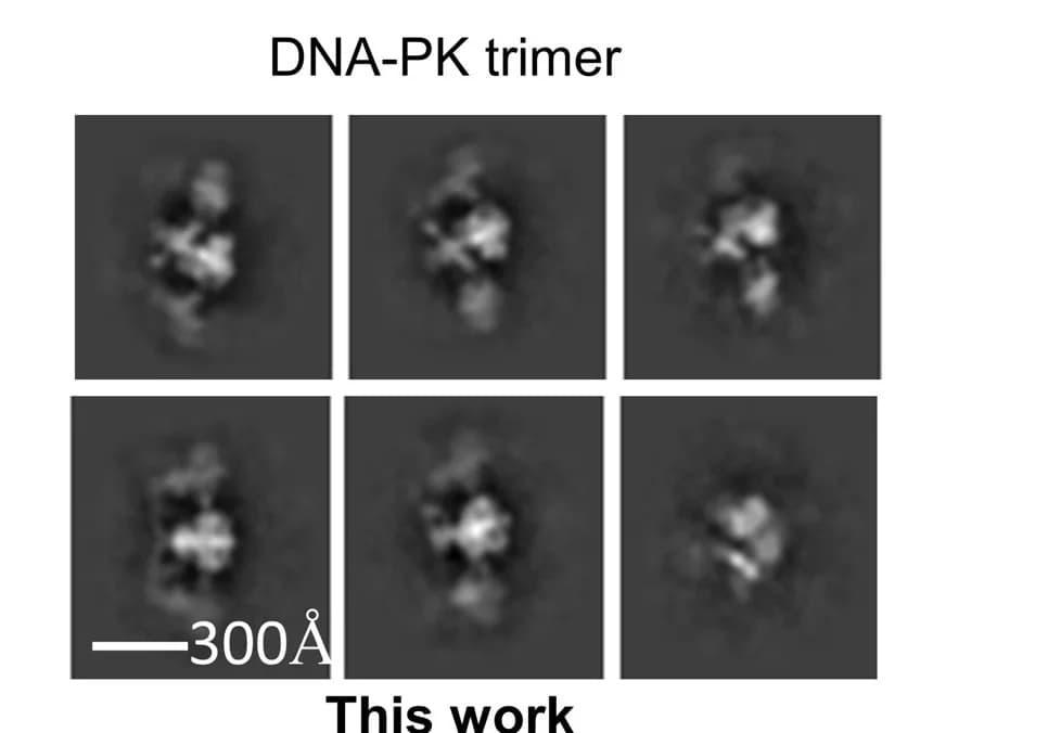Open access visualization of Microscopy, 2D Classes, DNA-PK Trimer