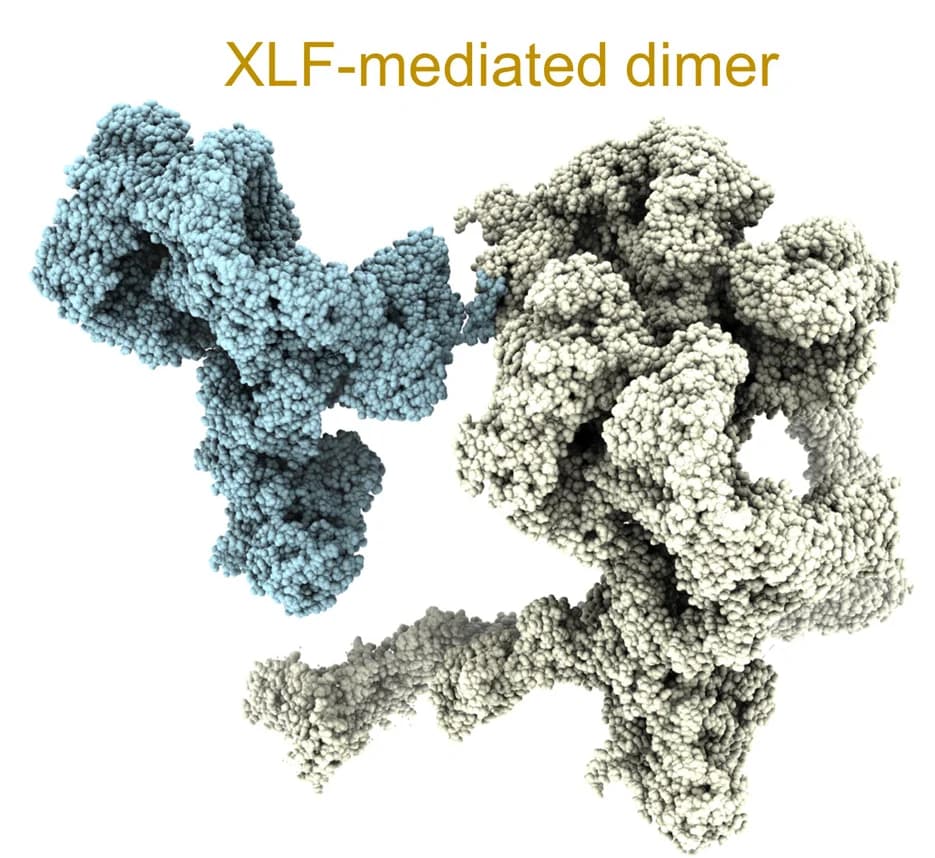 Open access visualization of Protein Structure, DNA-PK Trimer Model, XLF, DNA-PK Dimer