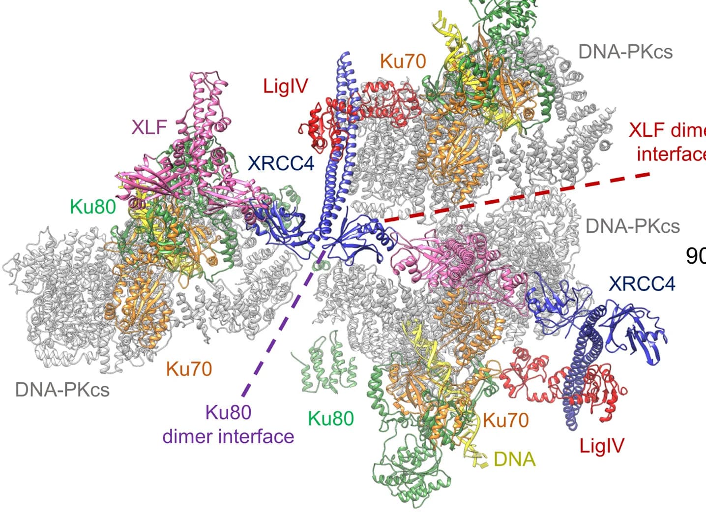 Open access visualization of Protein Structure, DNA-PK, DNA-PKcs, Ku70, Ku80