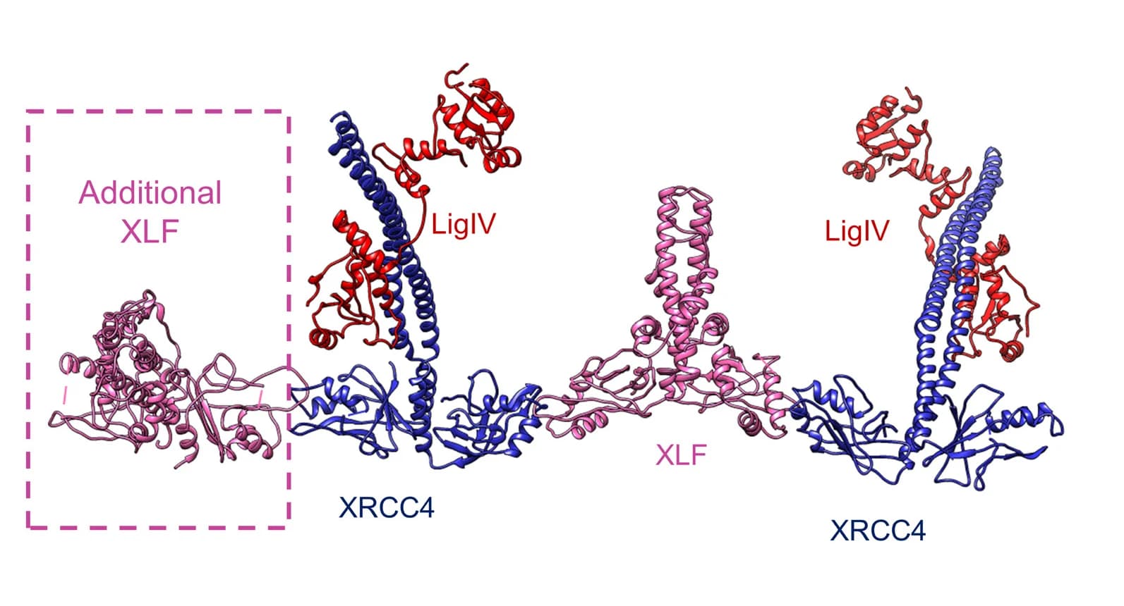 Open access visualization of Protein Structure, XLF, XRCC4, Ligase IV, Filament