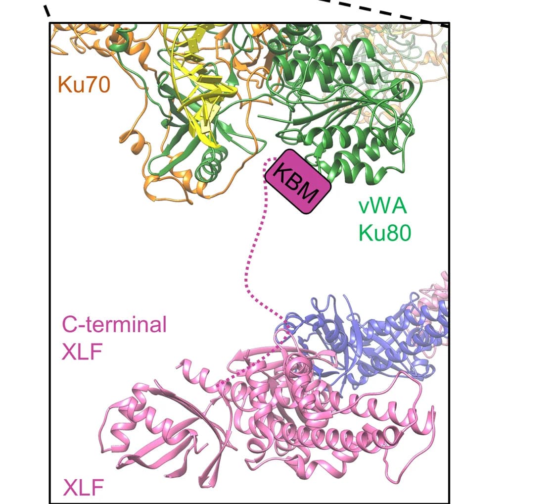 Open access visualization of Protein Structure, XLF, Ku80, vWA Domain, Trimer