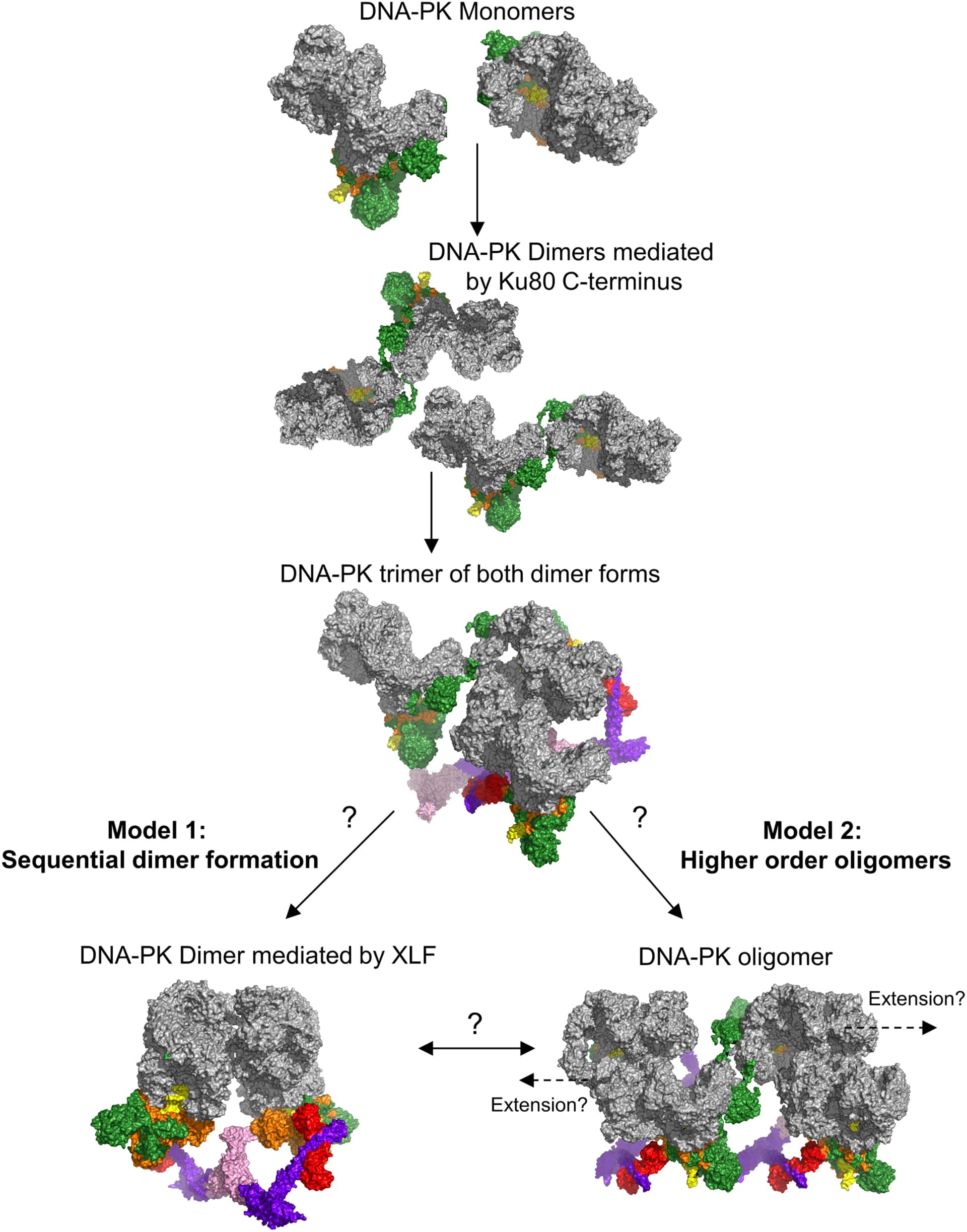 Open access visualization of Workflow, Chemical Structure, NHEJ, DNA-PK dimers, DNA-PK assembly