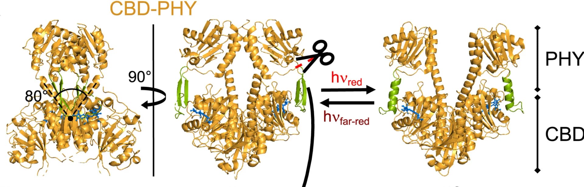 Open access visualization of Protein Structure, Illustration, CBD-PHY, Crystal Structures, Biliverdin
