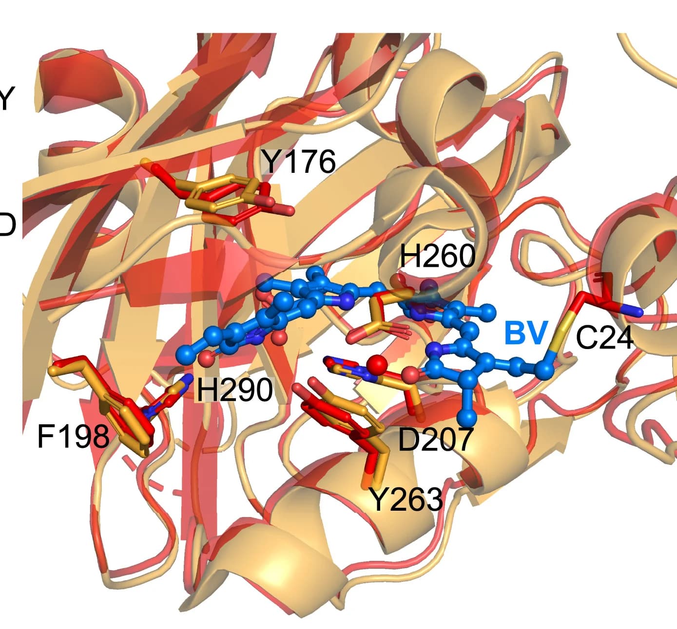 Open access visualization of Protein Structure, Chemical Structure, CBD-PHY armless, CBD-PHY, Chromophore Binding Pocket