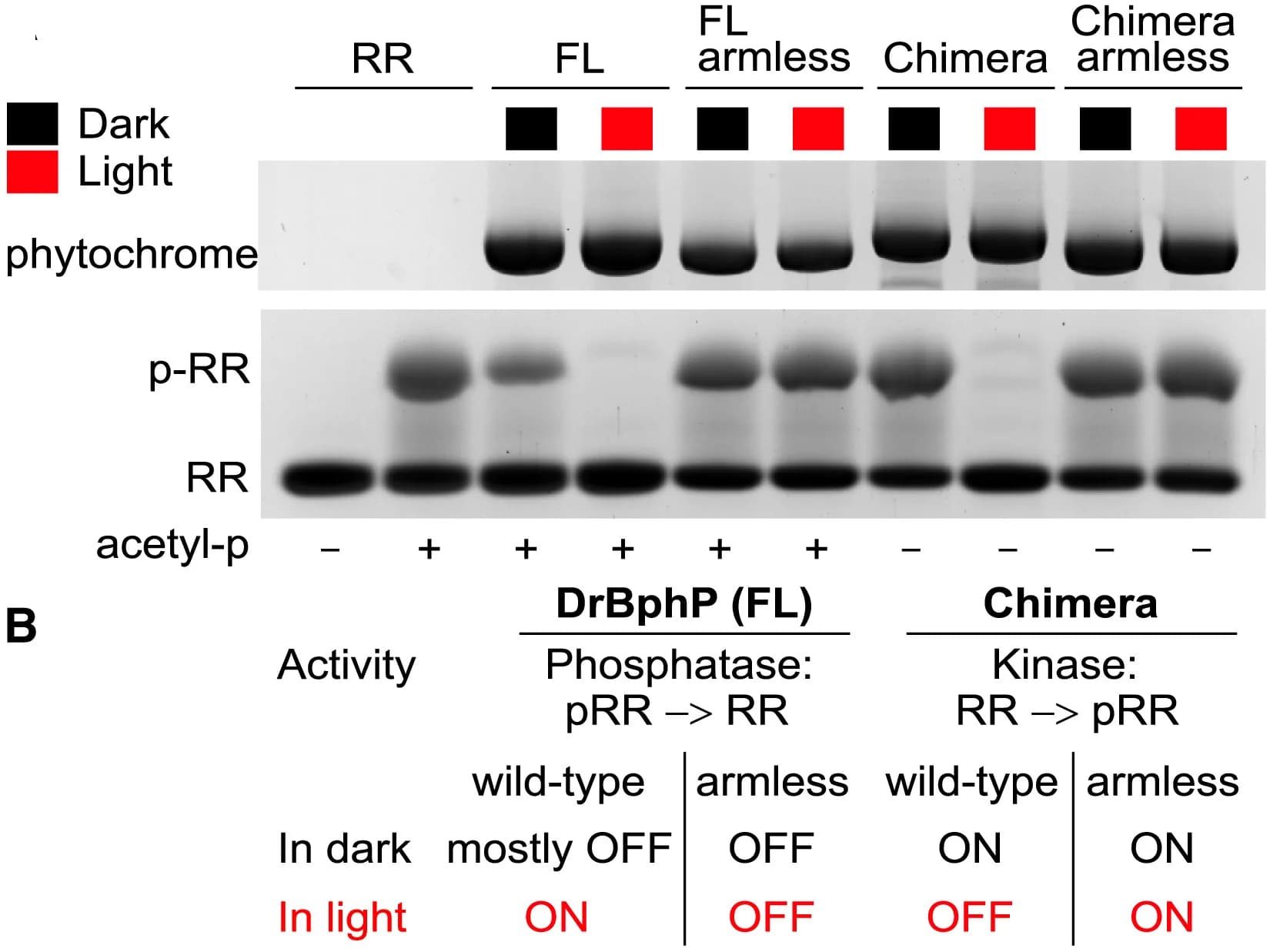 Open access visualization of Gel, PhosTag Gel, Phosphorylated Response Regulator, OPM Activity, Light Conditions