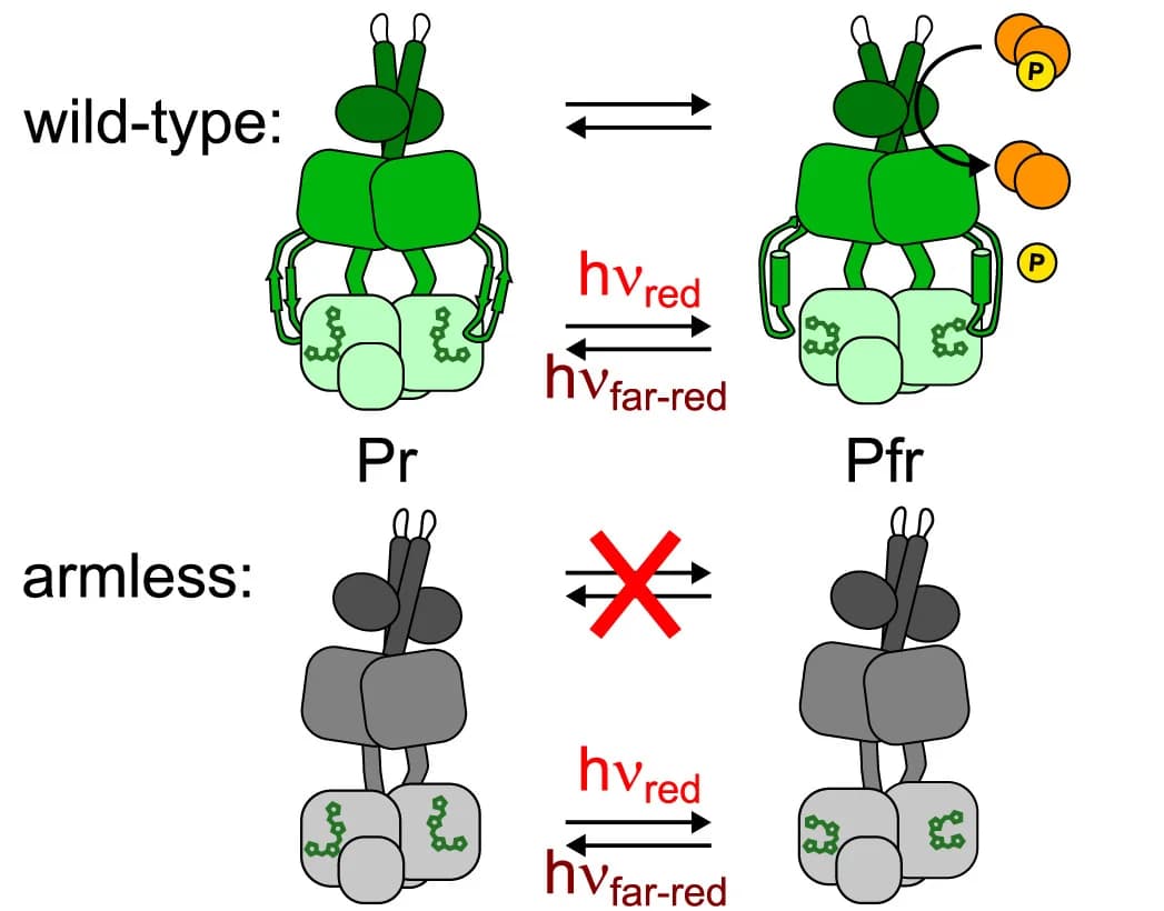 Open access visualization of Workflow, Illustration, DrBphP, Phosphatase, Red Light