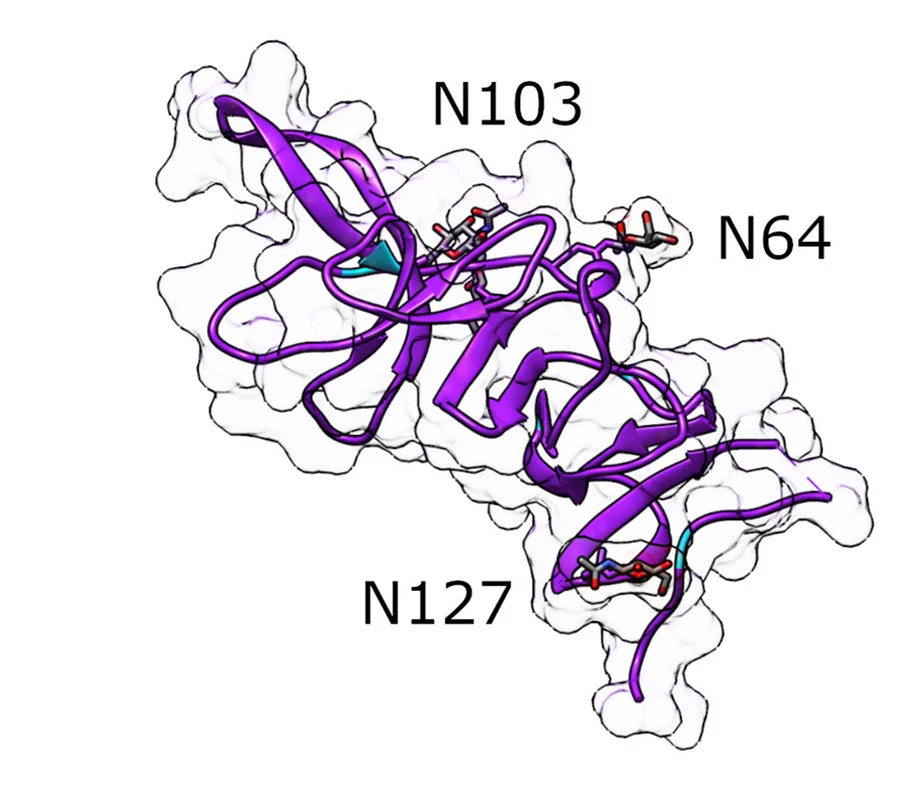 Open access visualization of Protein Structure, Crystal Structure, N-Terminal Domain, APPV E2, Ectodomain