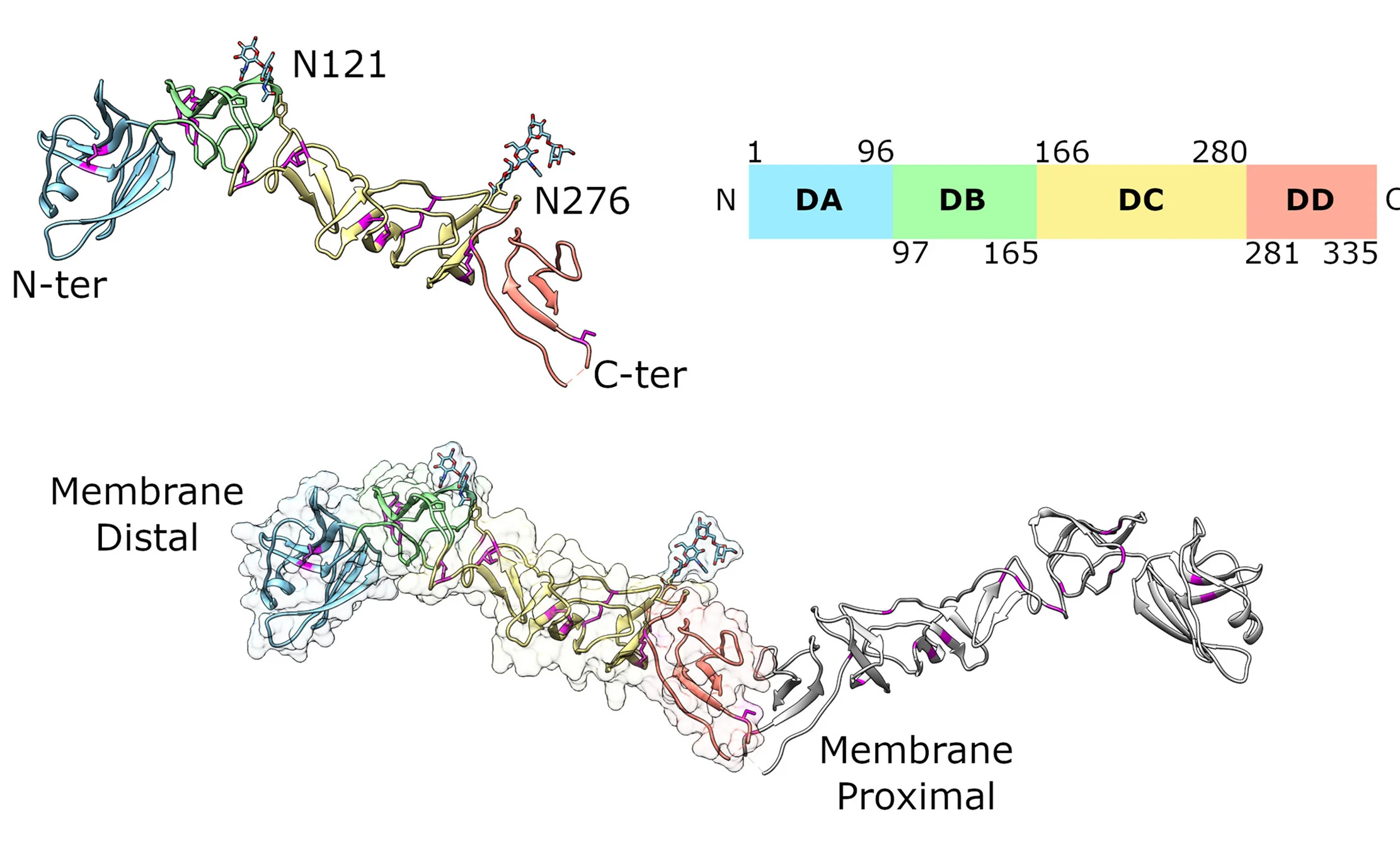 Open access visualization of Protein Structure, NRPV E2, Ectodomain, DA Domain, DB Domain