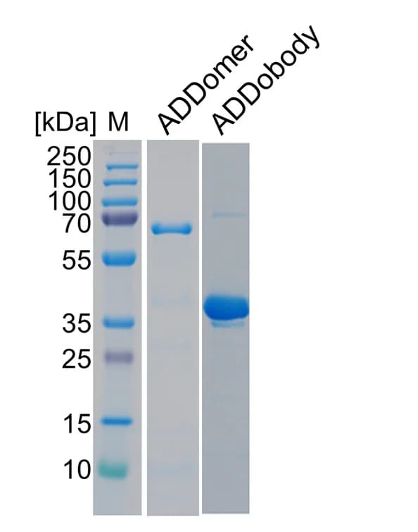 Open access visualization of Gel, SDS PAGE, ADDomer, PBP, ADDobody
