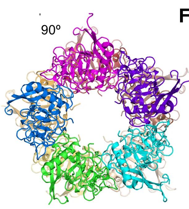 Open access visualization of Protein Structure, ADDobody Structure, RGD Loop, VL Loop, N-Terminus
