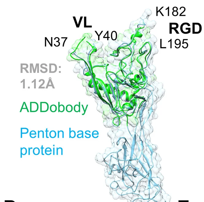 Open access visualization of Protein Structure, ADDobody, PBP, Crown Domain, RMSD