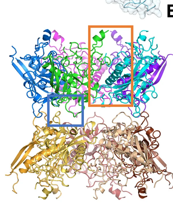 Open access visualization of Protein Structure, ADDobody Decamer, Barrel