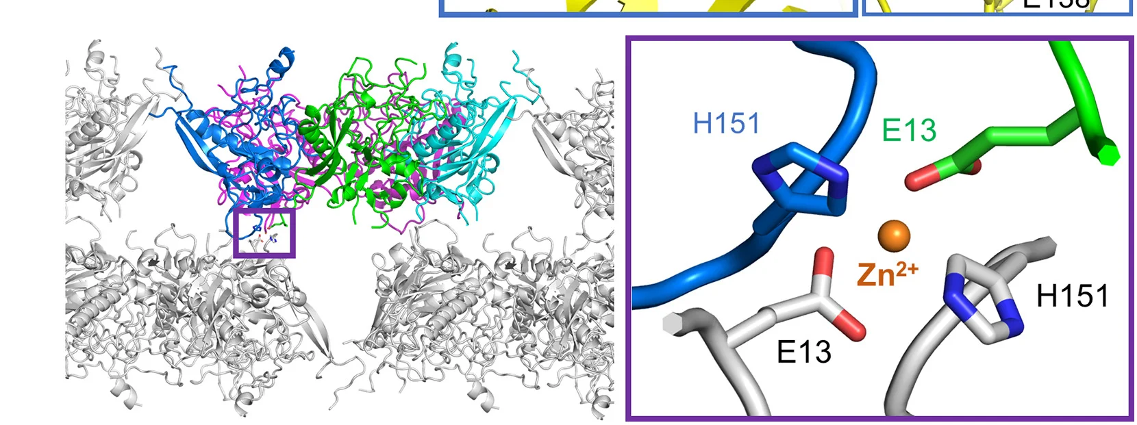 Open access visualization of Protein Structure, Chemical Structure, Zn2+-Containing Crystal, ADDobody Penton, Zn2+ Coordination