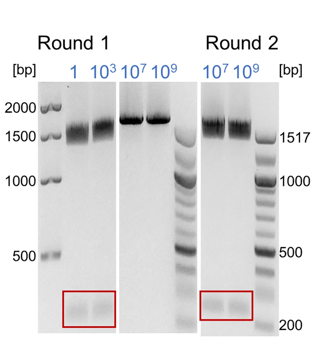 Open access visualization of Gel, Agarose Gel, PCR Product, Ribosome Display, ADDobody