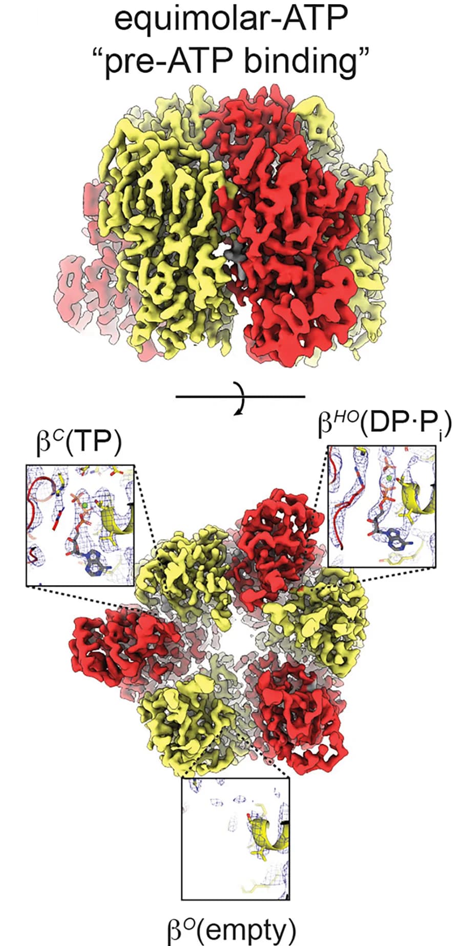 Open access visualization of Protein Structure, Cryo-EM, Maps, Subunit, Nucleotide Binding Sites