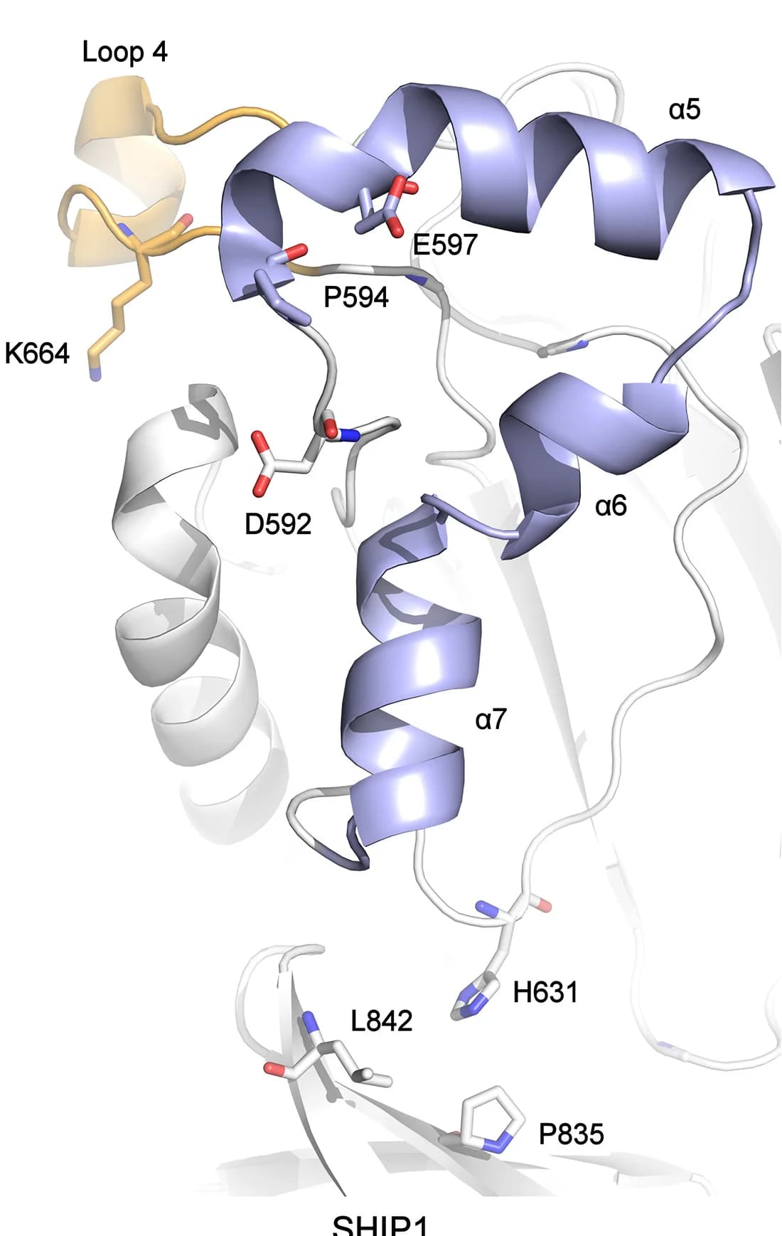 Open access visualization of Protein Structure, SHIP1, L4, Residues, Interactions