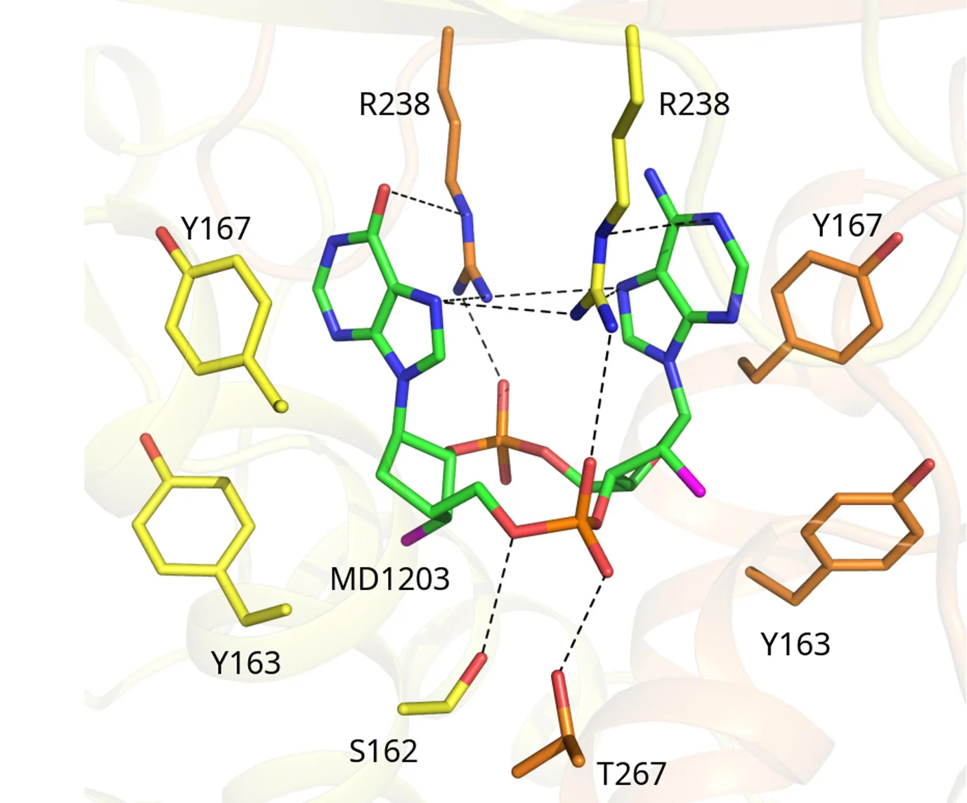 Open access visualization of Protein Structure, Chemical Structure, Ligand Binding Site, MD1203, STING Residues