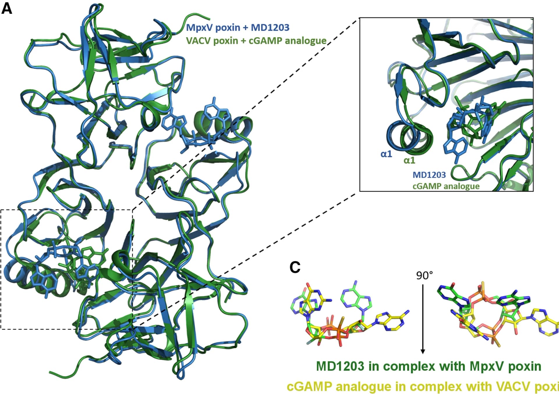 Open access visualization of Protein Structure, Chemical Structure, Conformational Changes, Alpha-Helix 1