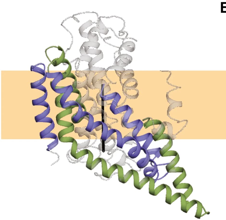 Open access visualization of Protein Structure, Protomer, C2-pseudo-symmetric