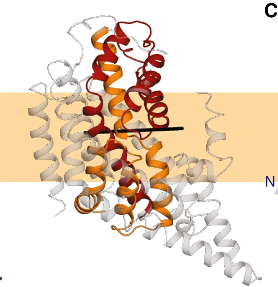 Open access visualization of Protein Structure, Protomer, C2-pseudo-symmetric