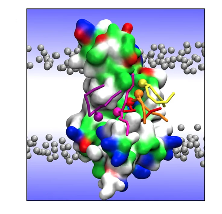 Open access visualization of Protein Structure, 3D Plot, Chemical Structure, Martini 3 Simulation, Lipids