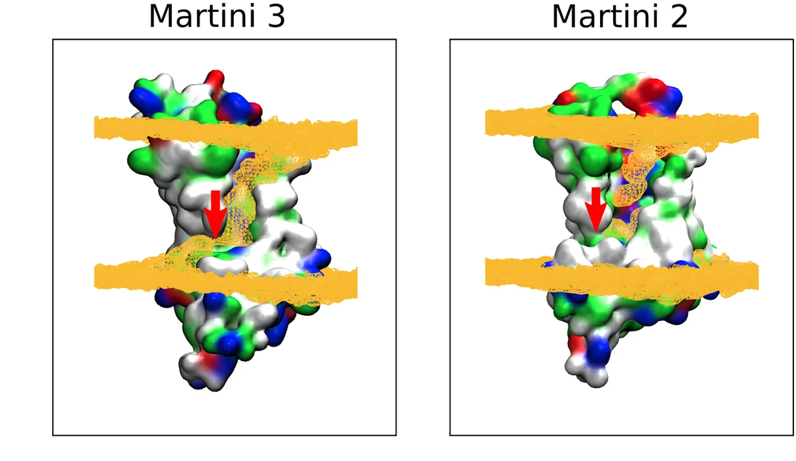 Open access visualization of Protein Structure, MTCH2, Phosphate Beads, Lipid Insertion, Martini 2