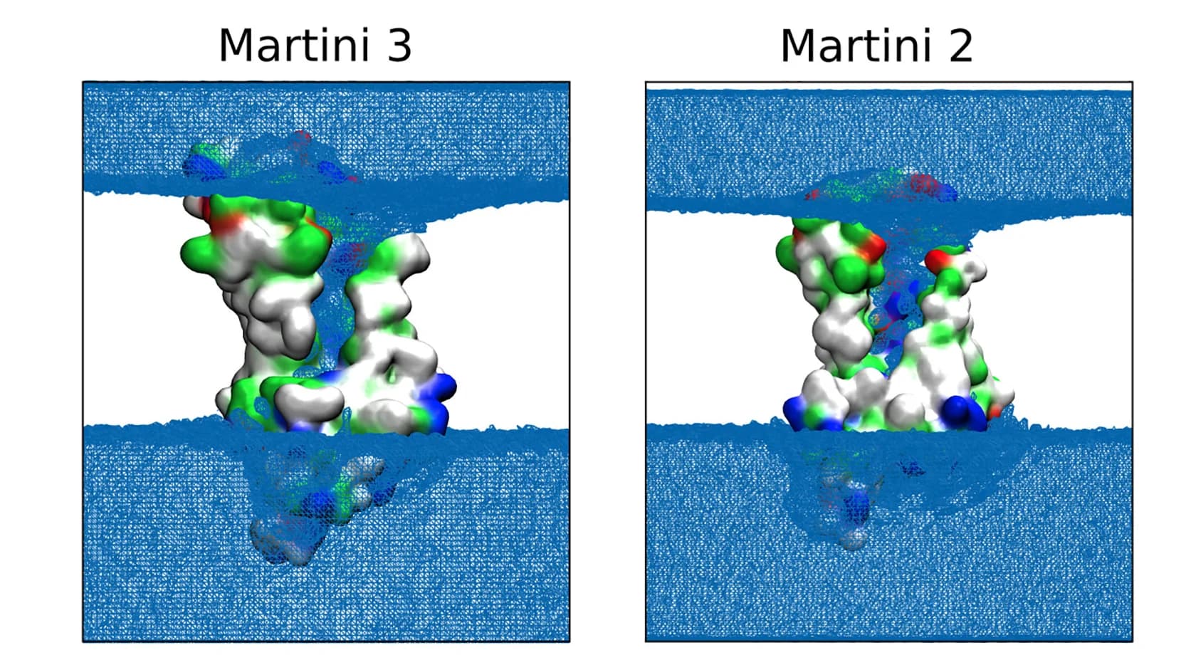 Open access visualization of Protein Structure, Chemical Structure, MTCH2, Water Beads, Water Insertion
