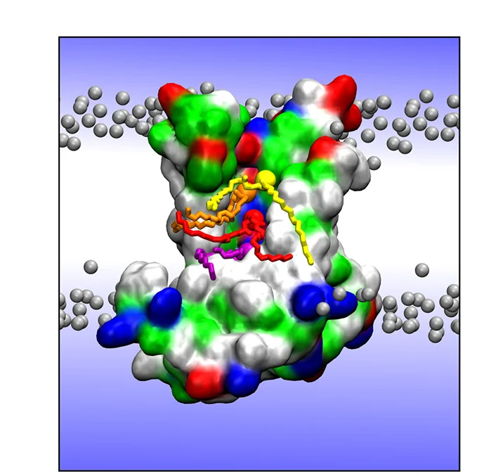 Open access visualization of Protein Structure, Chemical Structure, Simulation, Lipids, Scrambling Pathway