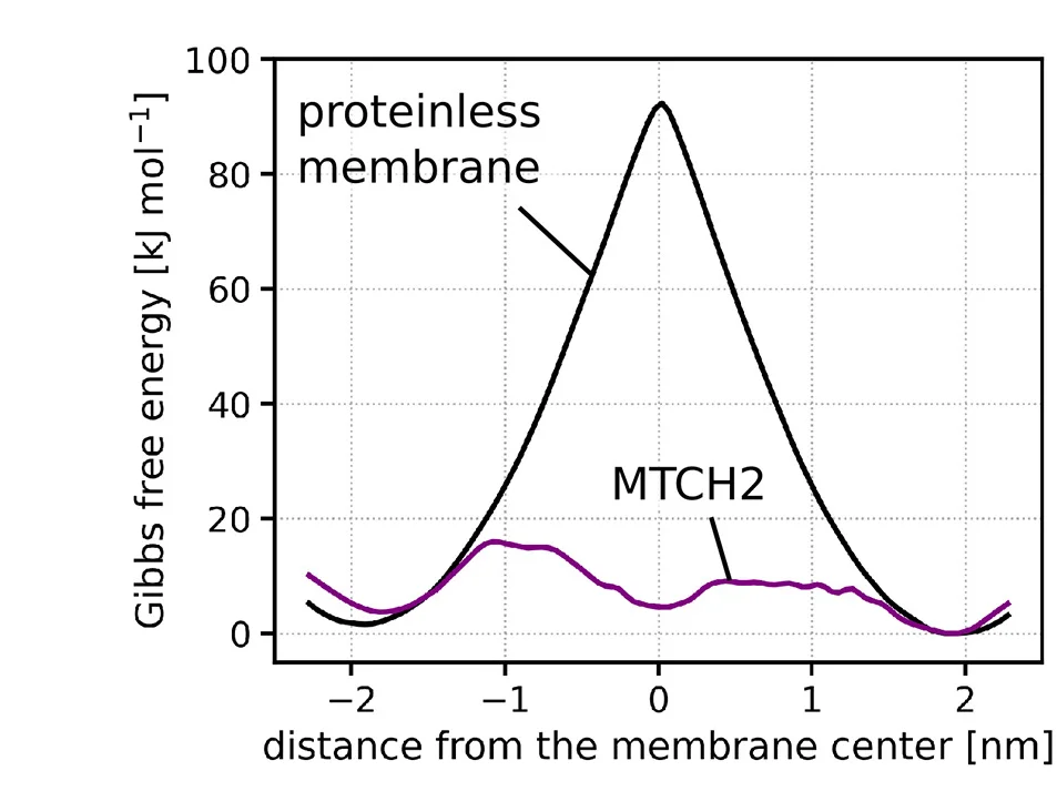 Open access visualization of Line Plot, Free Energy Profiles, Lipid Flip-Flop, POPC Membrane, MTCH2